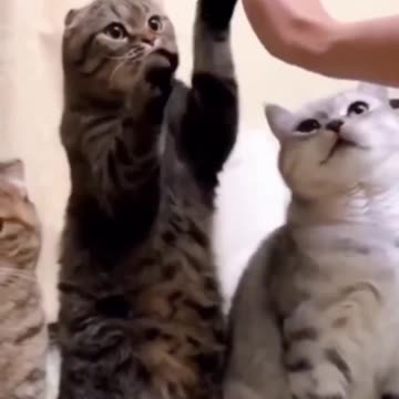 Baby cat - Cute and Funny cat Videos Compilation #2 | Funny cat videos