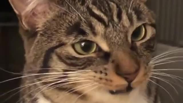 funny cats watch all