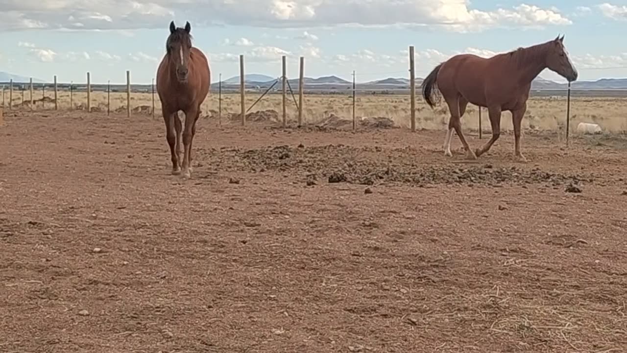 My horses. Rio about 2 years 8months. Aiko 1 year.