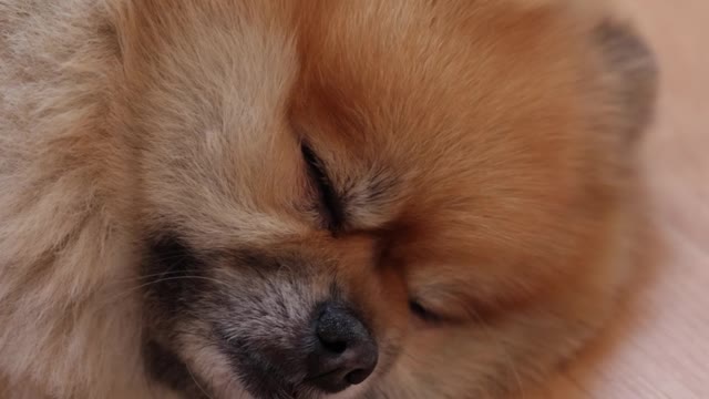 Sleeping dog