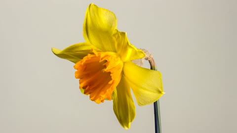 Narcissus Daffodil