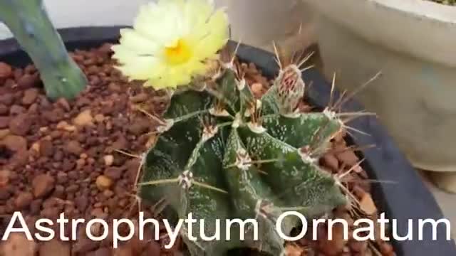 Astrophytum Ornatum