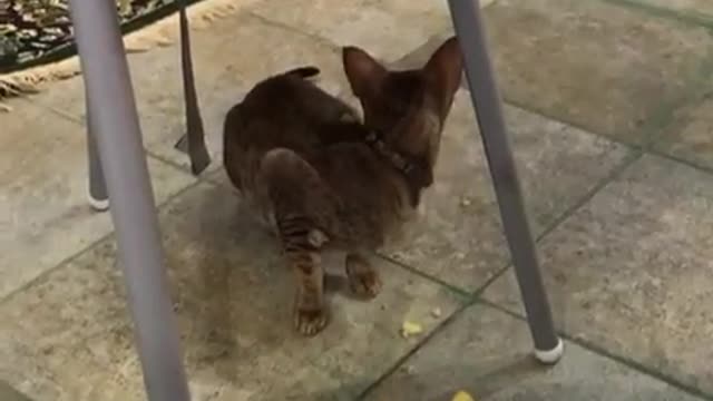 Wild cat eating potatoes