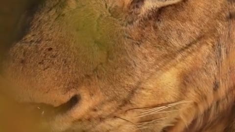 Animal Male lion Lion King Lion visual shock African impression