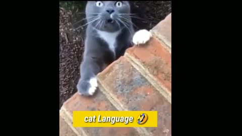 You watch this cats videos make you laugh🤣👌