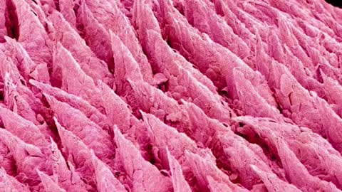 Things under microscope 🔬😯