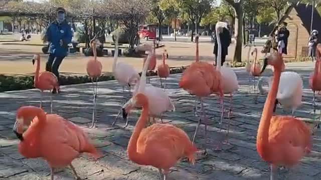 The flamingo was in a hurry to get out