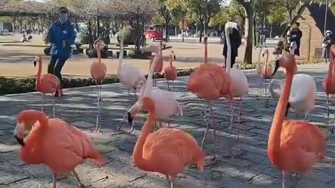The flamingo was in a hurry to get out