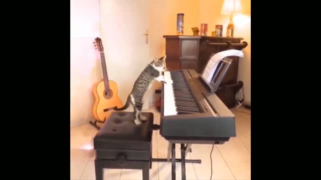 Very funny and Crazy cats