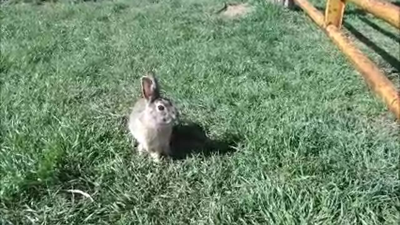 Curious Cottontail