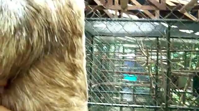 Cute Sloth Adorably Asks For A Cuddle