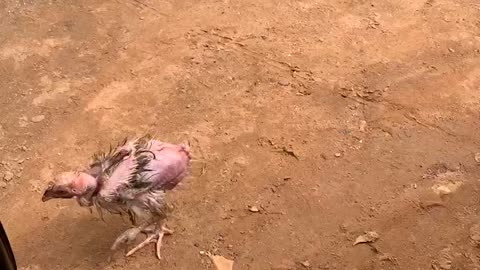 Chicken without feathers