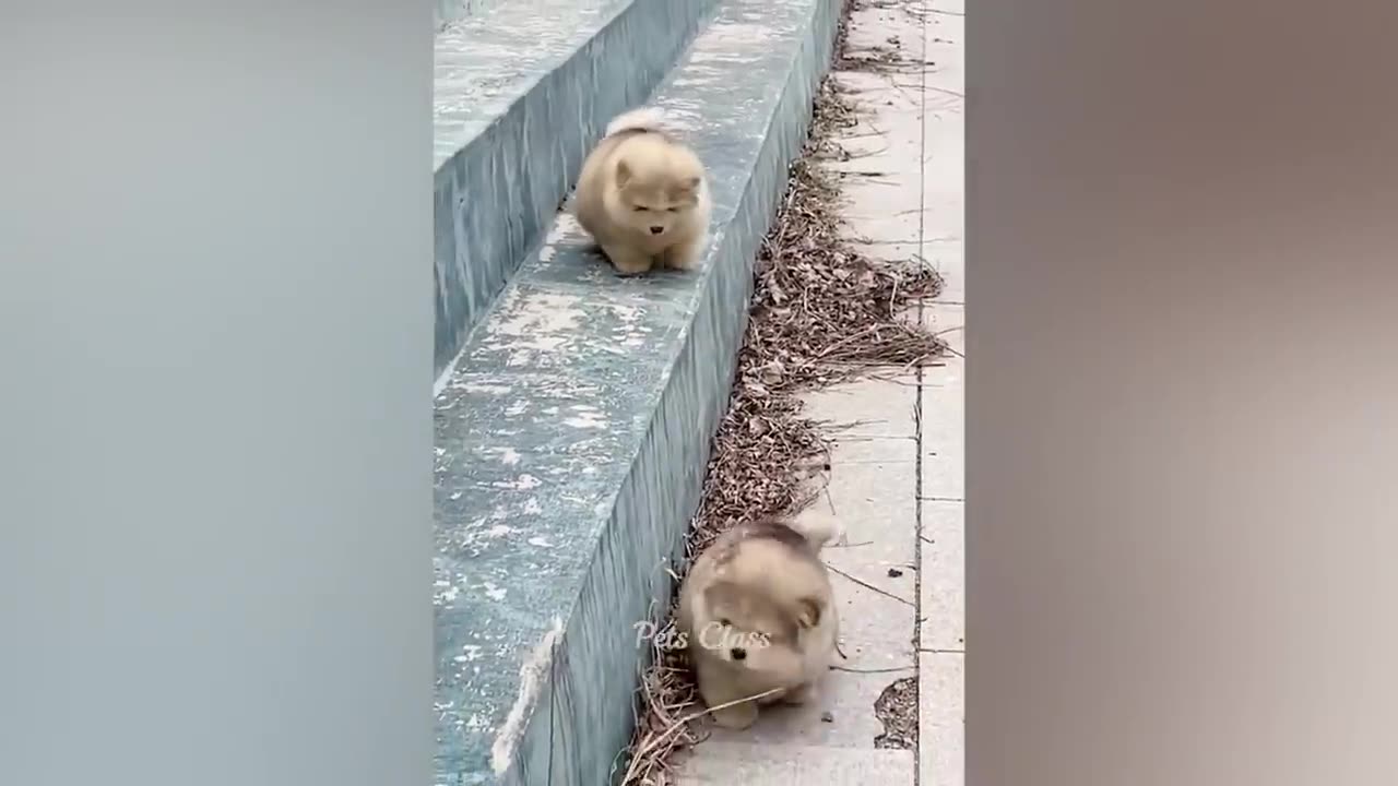 Funniest Animals 2023😂😂😂