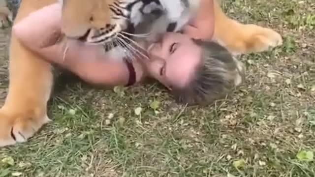 cute tiger～かわいい虎～con hổ dễ thương～lindo tigre～ نمر لطيف～