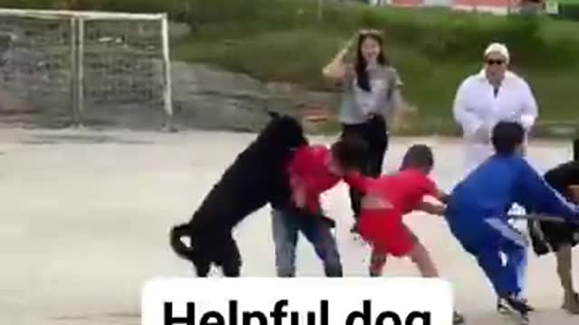 Helping dog