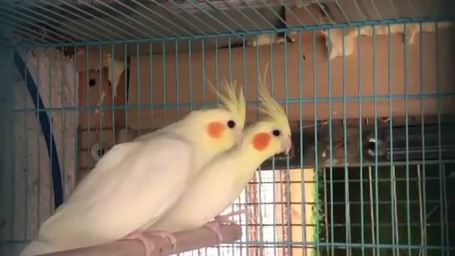 Parrot literally laughs out loud at his owner's joke