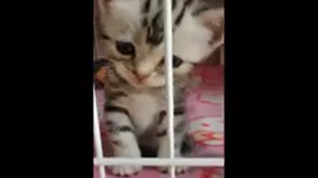 Funny cats and dogs! It's very cute