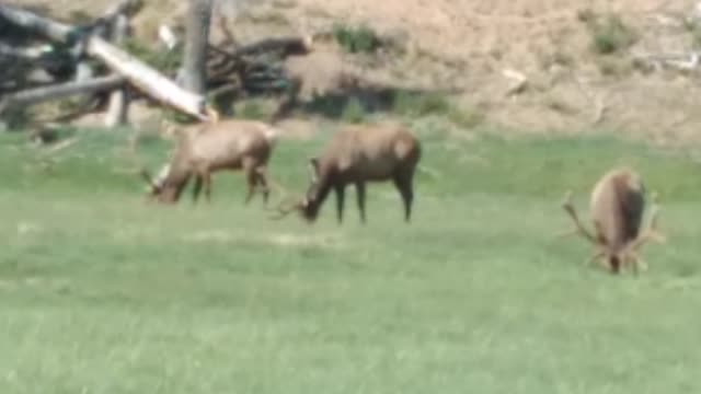 Elk Chewing the Cud