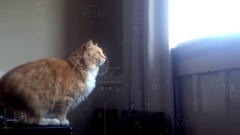 EPIC CAT JUMP FAIL! cat tries to jump after all calculations and still misses it