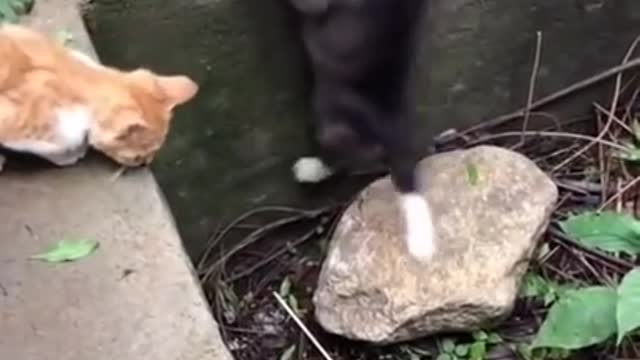 a cat wants to help the dog get out of the pit