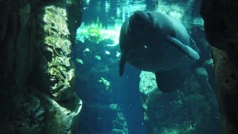 Manatee vs. Dugong Gentle Giants of the Water