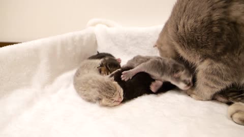 A mother cat who can't help but worry about one mischievous kitten