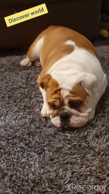 Cute Dogs playing with family personal home