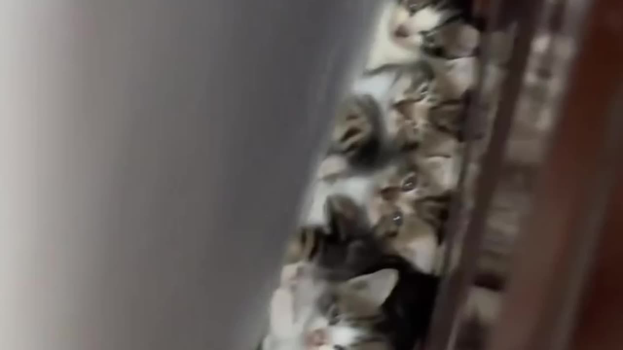 Parking lot for cats only 🤣