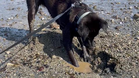 Sassy Billy And The Uncooperative Sand
