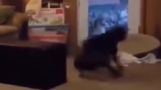 Crazy Dog spinning out of control....Funny Dogs...Funny Animals