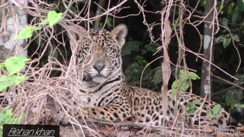 Animal in Amazon jungle
