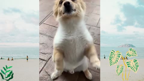 Rumble / The CUTEST Animals on Tik Tok - Les animaux les plus mignons