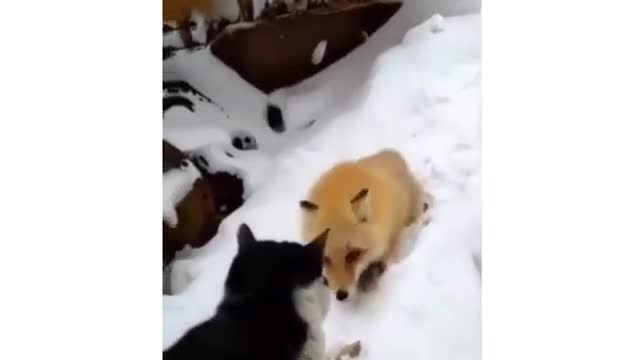 The cat and the Fox