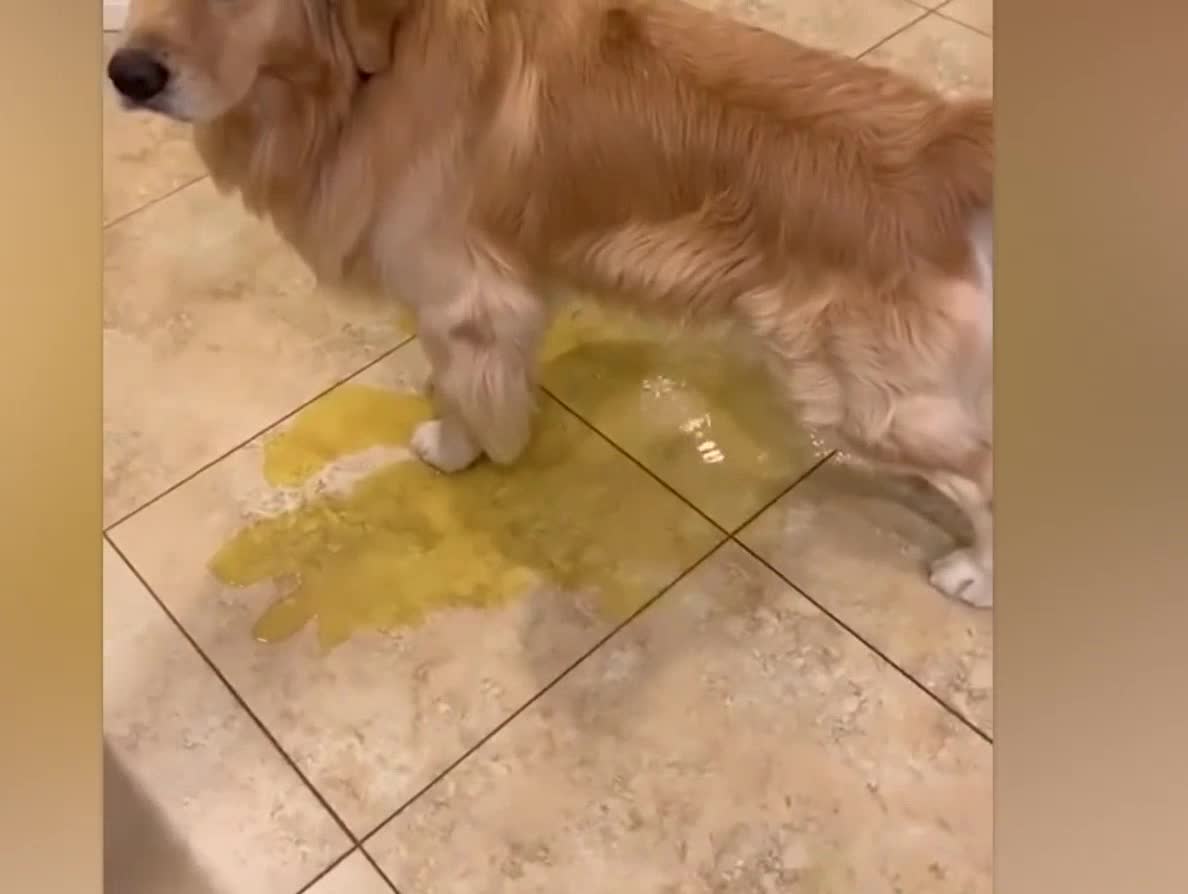 Dog pees on the floor