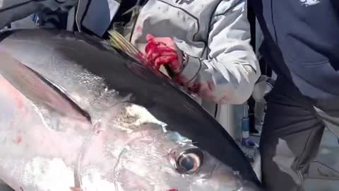 Cows on Parade - Jumbo Yellowfin Tuna on popper! Venice, LA @teamfiasqo