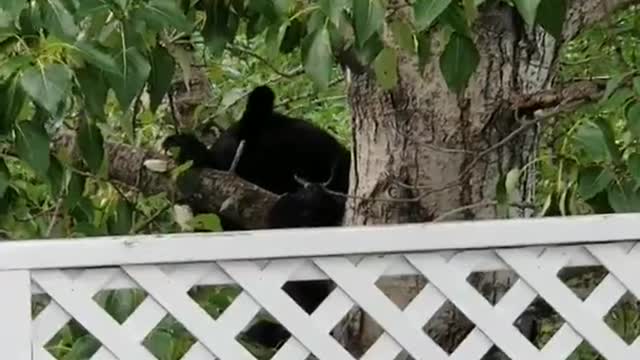 Black Bear Climbs Tree to Protect Her Cubs