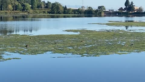 Ducks Eating Breakfast, Capital Lake, Olympia