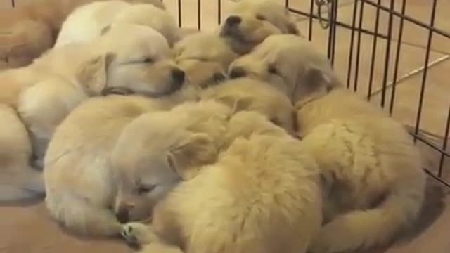 Como a geração do milênio está atrapalhando os cães