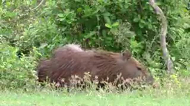 Animals in the Amazon