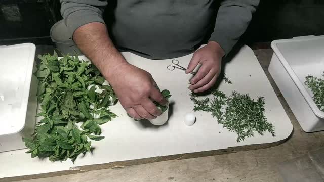 Aeroponic Cloning Rosemary Thyme Mint