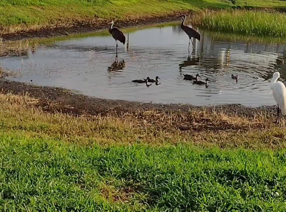 The nature zone: Everone is just chiling.