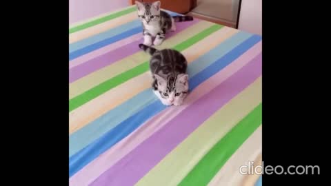 funny#shorts awesome cute dogs& funny cats compilation # 4
