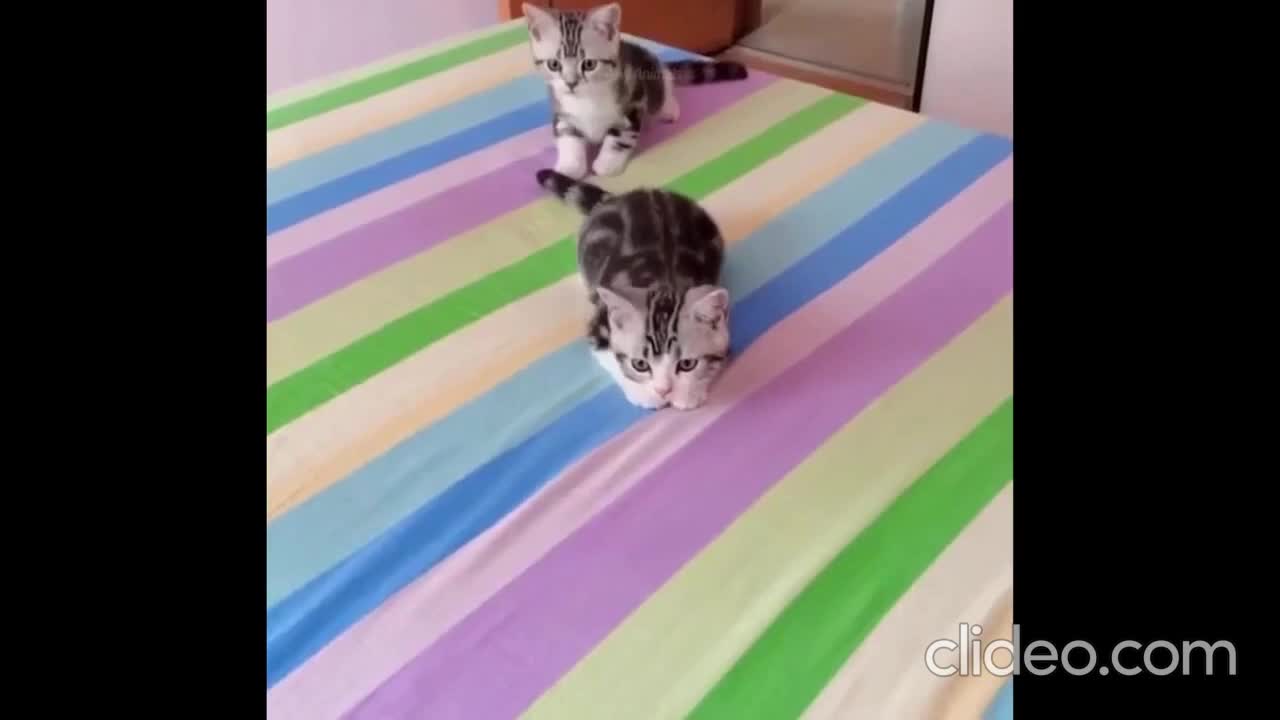 funny#shorts awesome cute dogs& funny cats compilation # 4