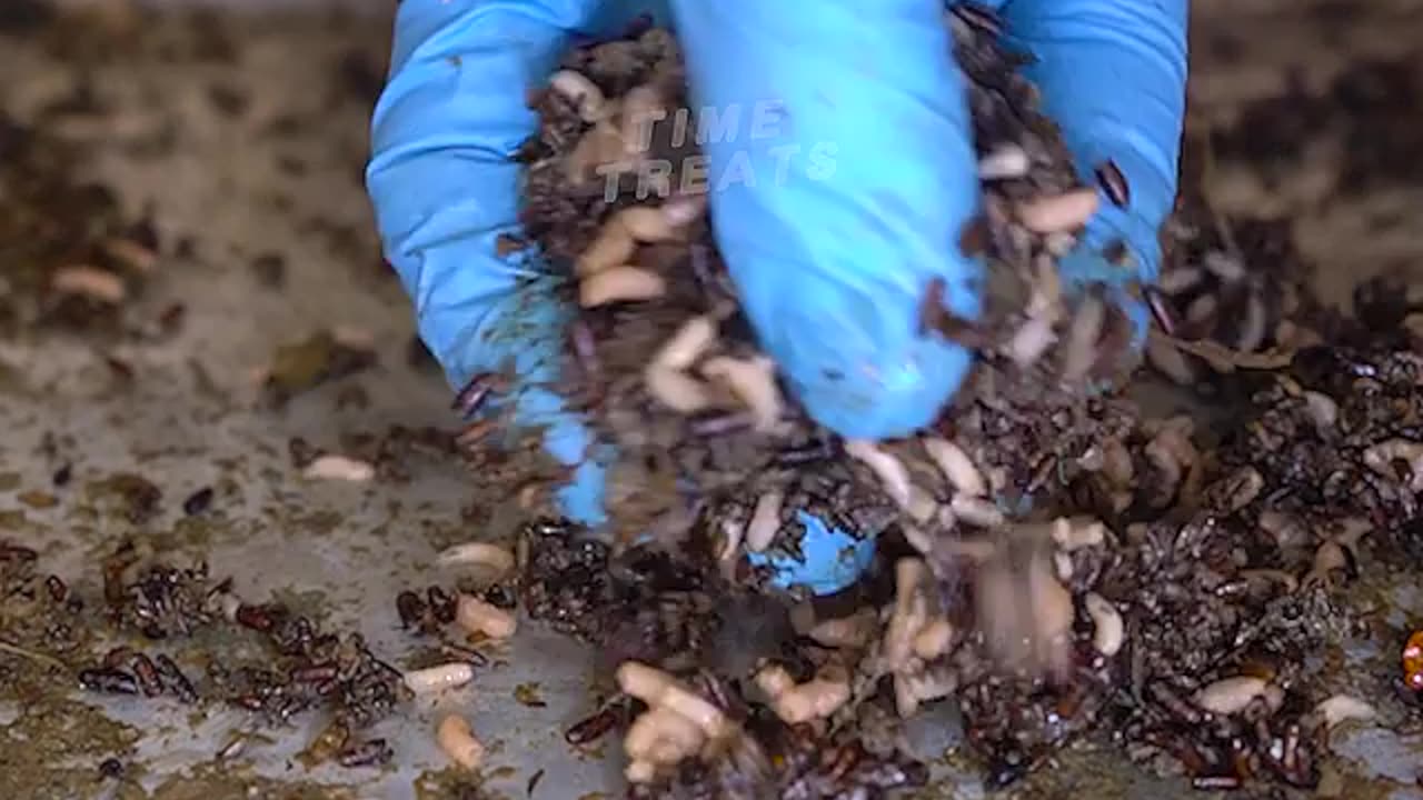 Pig heart and Mini wiener rotting timelapse