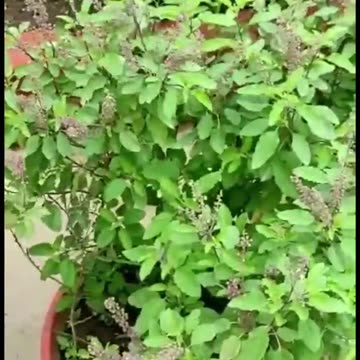 Tulsi Ke Fayde 🌿🌿🌿