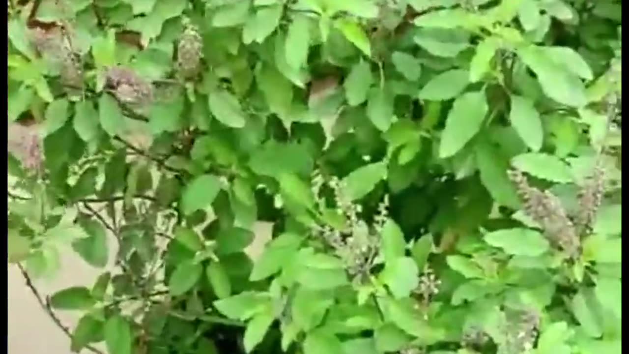 Tulsi Ke Fayde 🌿🌿🌿