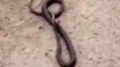 Snake eats snake Part 1 #wildanimals #snake #snakesoftiktok #animals