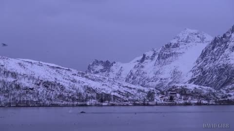 Spyhopping Orcas in Kaldfjord (1)