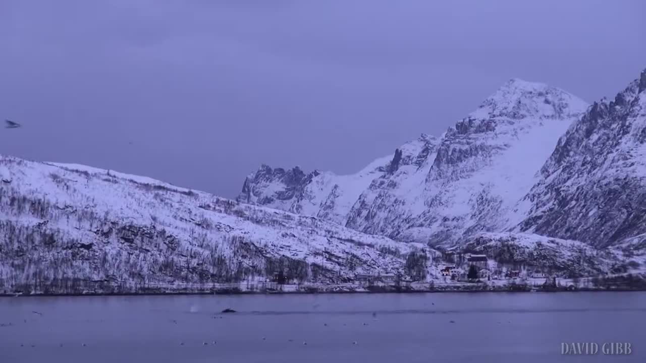 Spyhopping Orcas in Kaldfjord (1)
