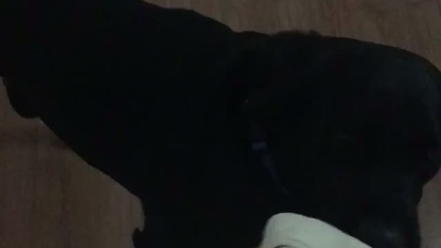 Ruger and his new bone (livcotube)